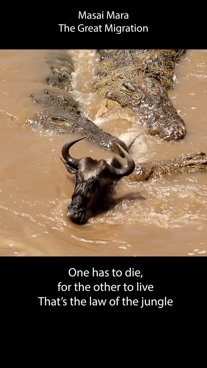 The story of the great migration in Masai Mara explained
