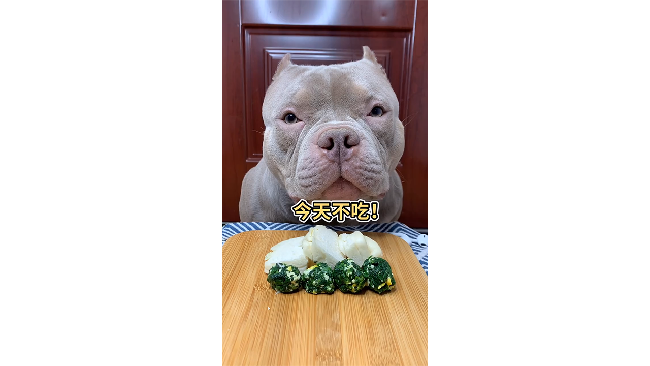 Funny pit bull refusing healthy vegetables with serious expression