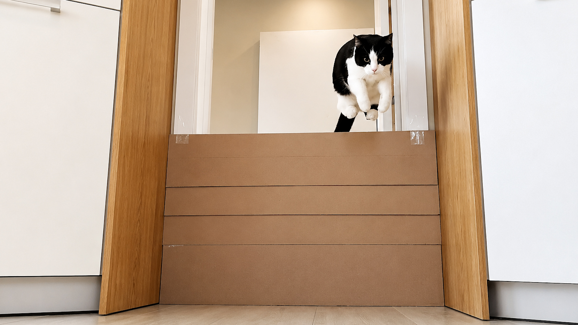 Can this cat jump over this wall?