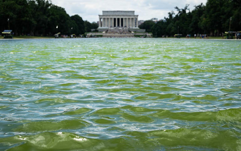 Trump’s reflecting pool renovations are a total disaster