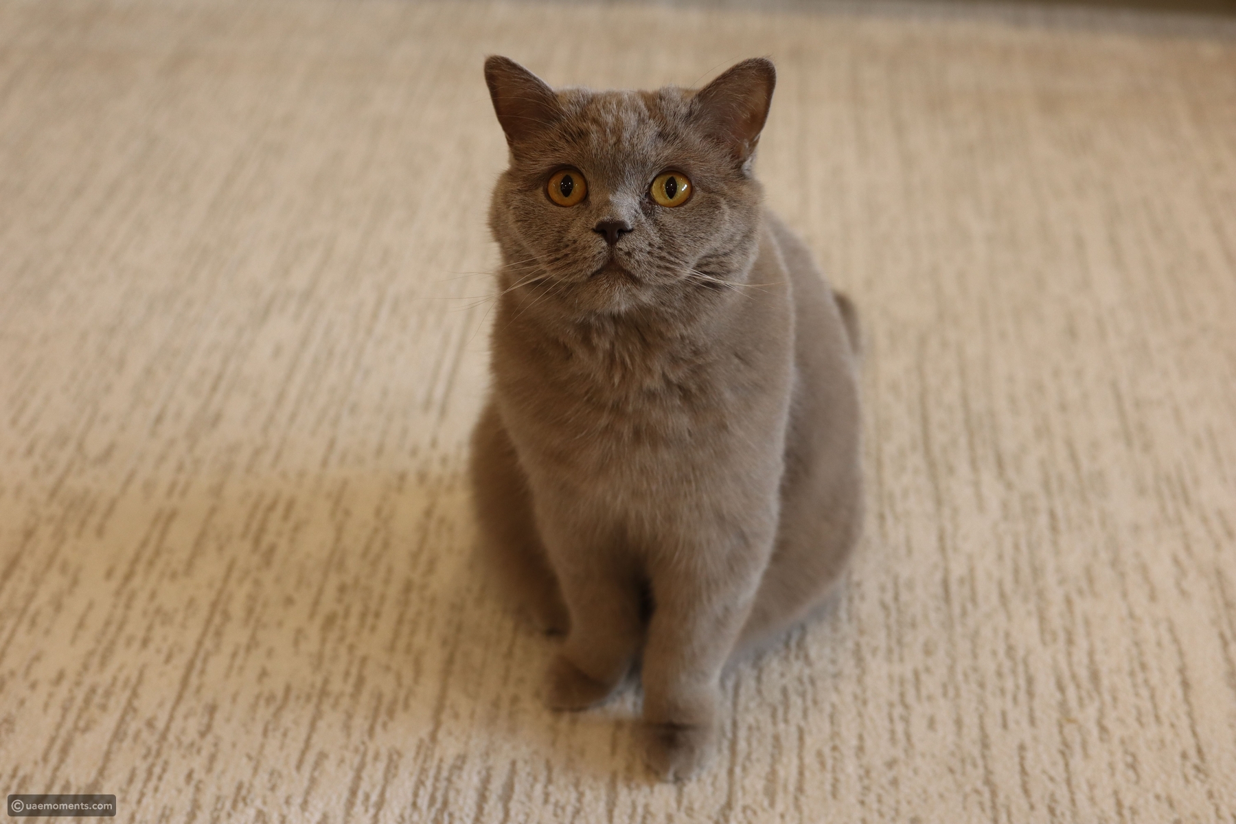 13 grumpy looking cats that are surprisingly charming