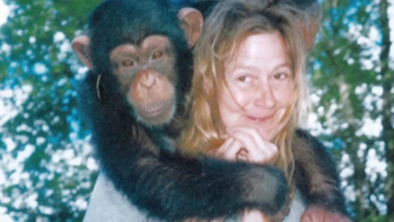 The chimp everyone trusted went berserk - 