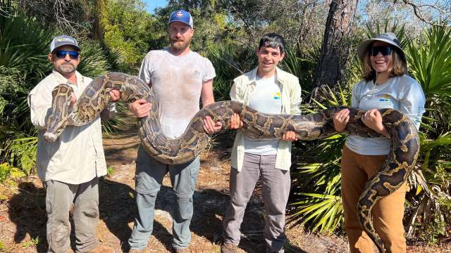 Florida's Python Challenge is back, but biologists say the 4-ton ...