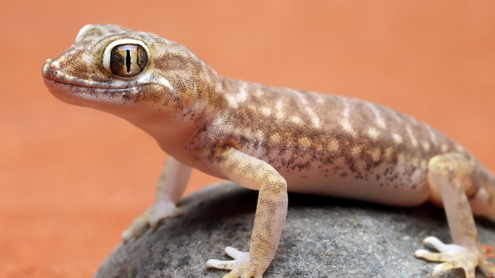 Why are some people terrified of house lizards? Psychologists explain ...