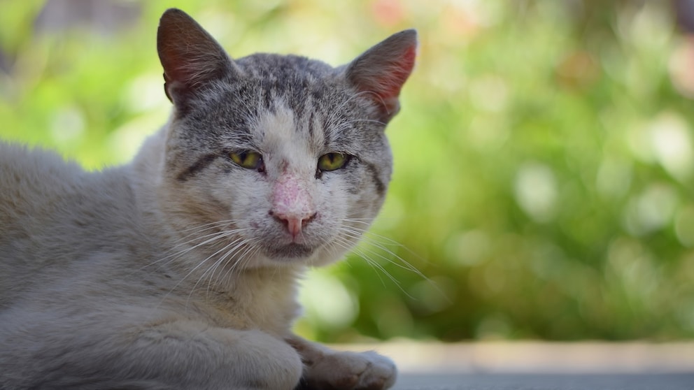 How long do cats actually live?