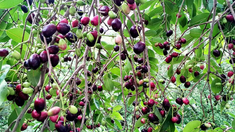 health benefits of jamun leaves 