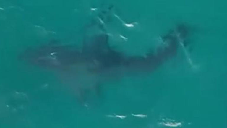 Chilling moment great white circles Bondi — free download