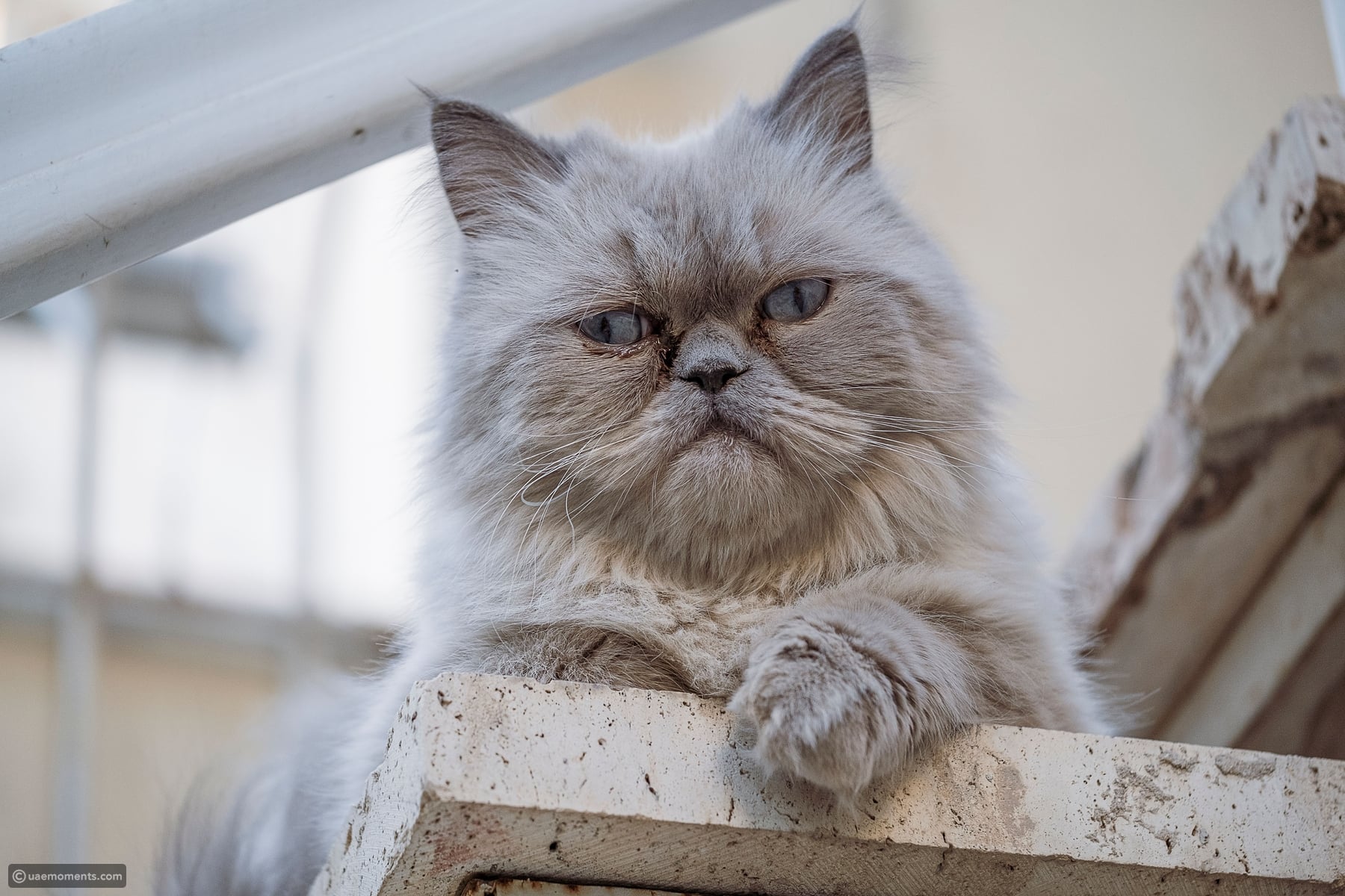 13 grumpy looking cats that are surprisingly charming
