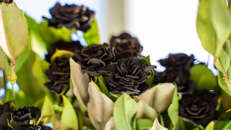 Why the black roses of Halfeti are unique