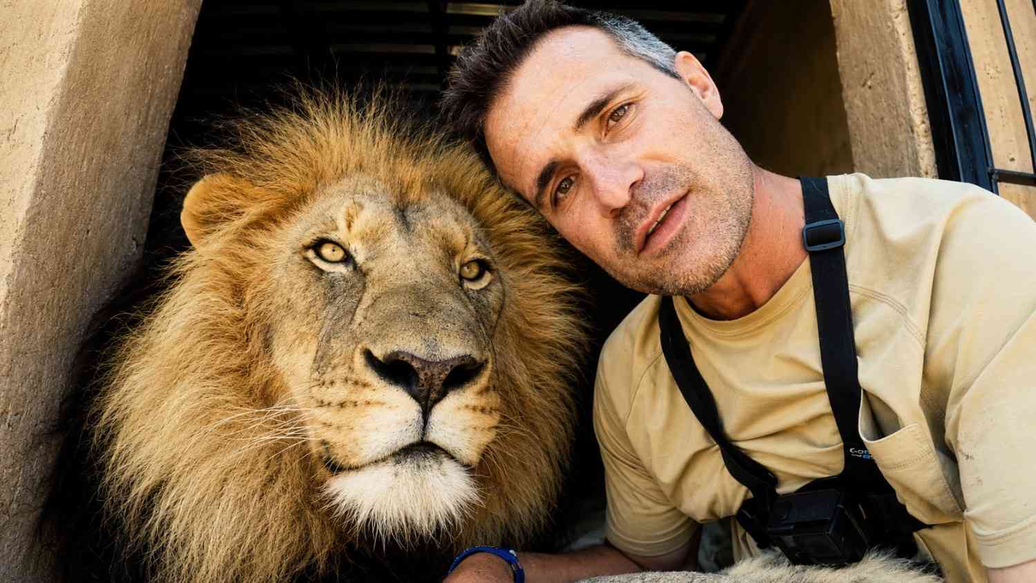 This lion’s bond with a human feels unreal
