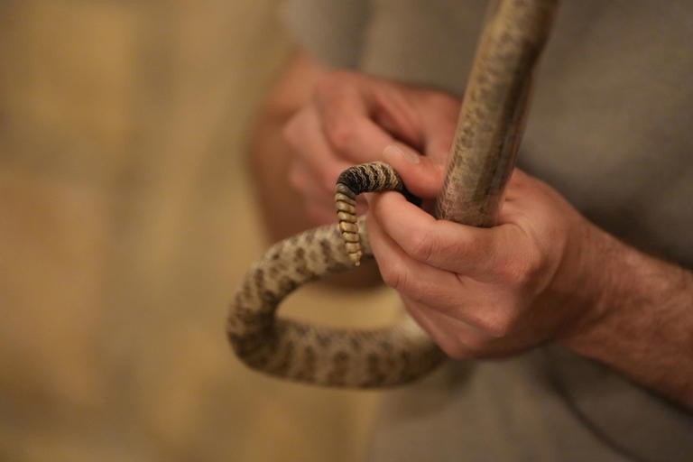 ‘A big issue’: The Salt Lake City fire is burning through rattlesnake ...