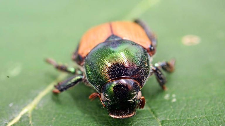 Why Japanese beetles always show up in June, and what to do about it