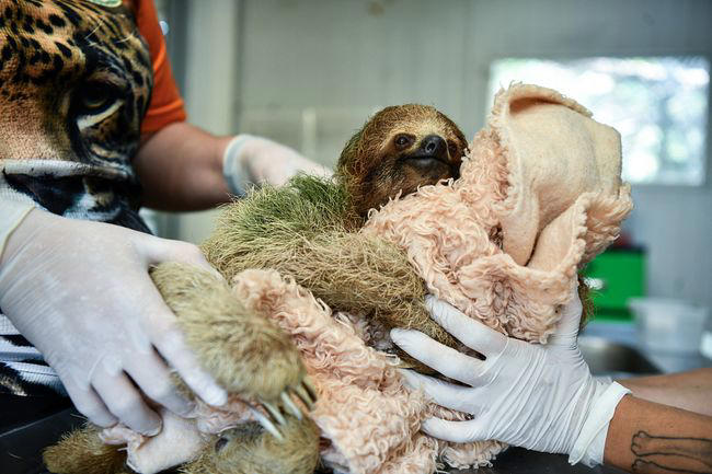 FWC requires new permit for sloth importations