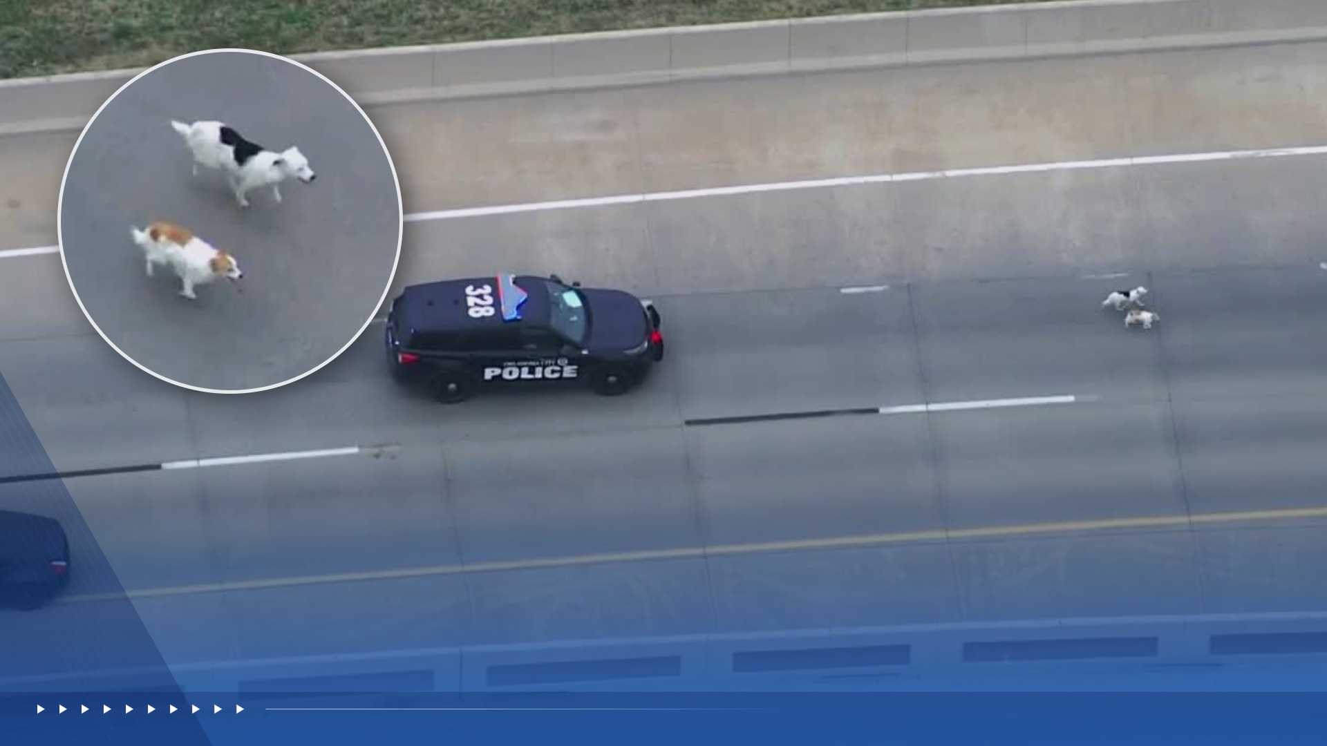 Watch: Police chase dogs to safety after getting loose on highway ramp