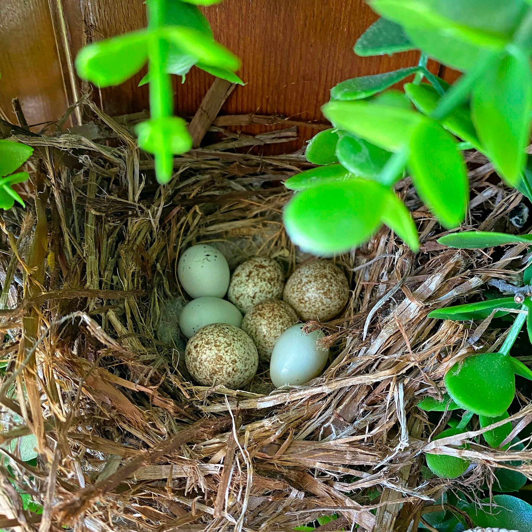 If you see cowbird eggs in a nest, this is what to do