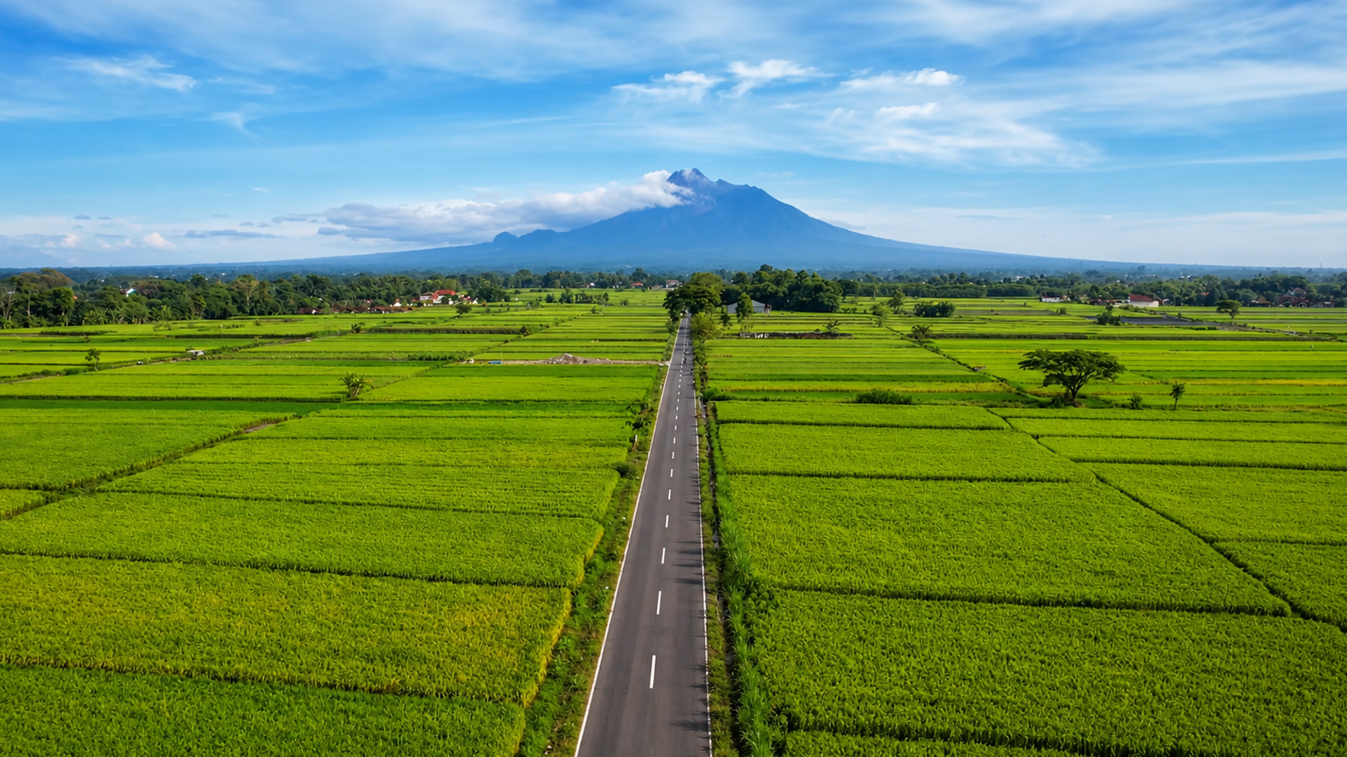 A road cutting through Indonesia’s rice fields