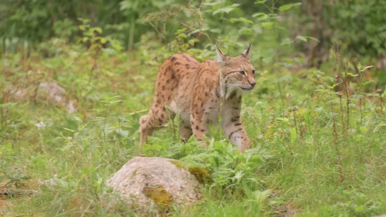 A big cat the size of a Labrador could change broken ecosystems