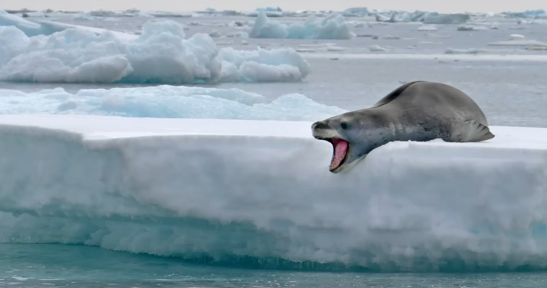 This Antarctic predator looks like something from a horror movie