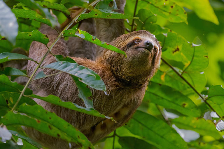 Sloth genome study reveals how 'jumping genes' shape metabolism