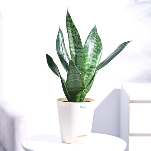 The future of green living: 5 indoor plants that can transform your space