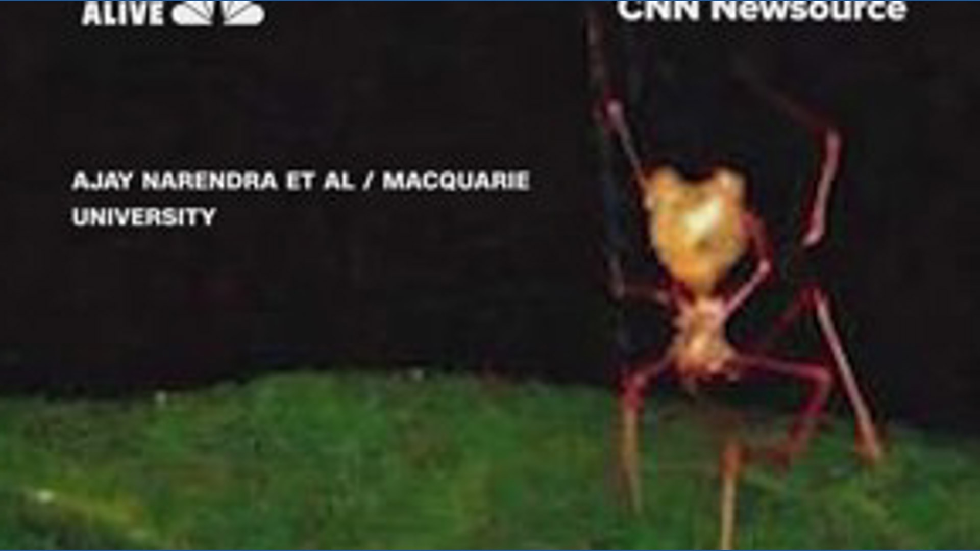 New spider uses spring-loaded death trap