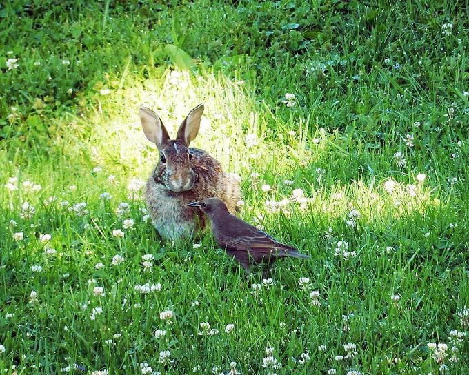 Ask the experts: Rabbit resistant flowers