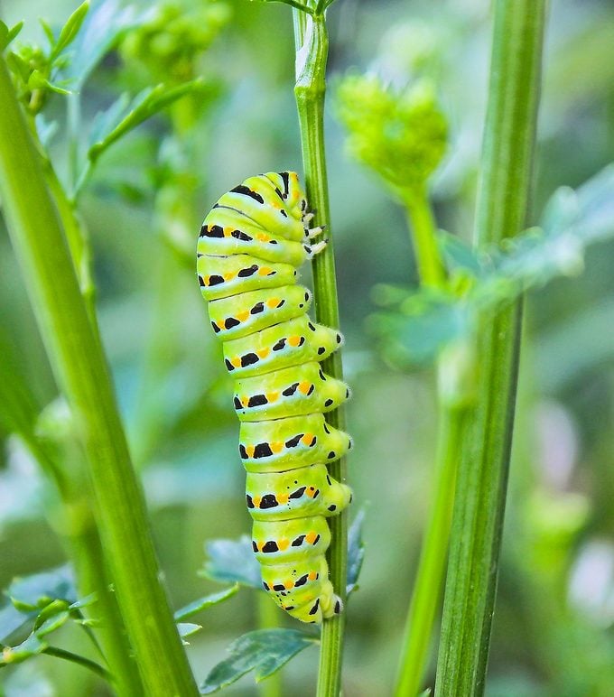 eastern black swallowtail caterpillar