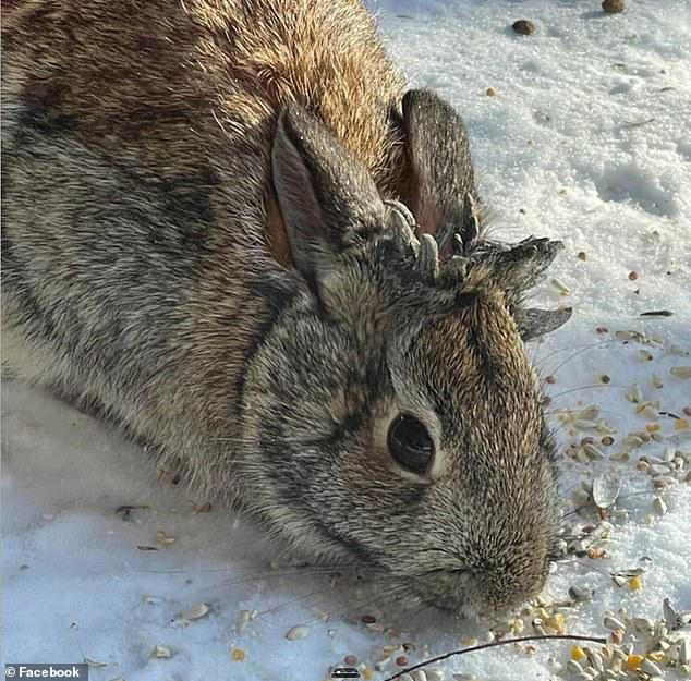 The rabbits are infected by the cottontail papilloma virus (CRPV), also known as Shope papilloma virus, which causes cancerous lesions resembling horns, typically on or near the animal's head. Pictured is a rabbit recently spotted in Minnesota 