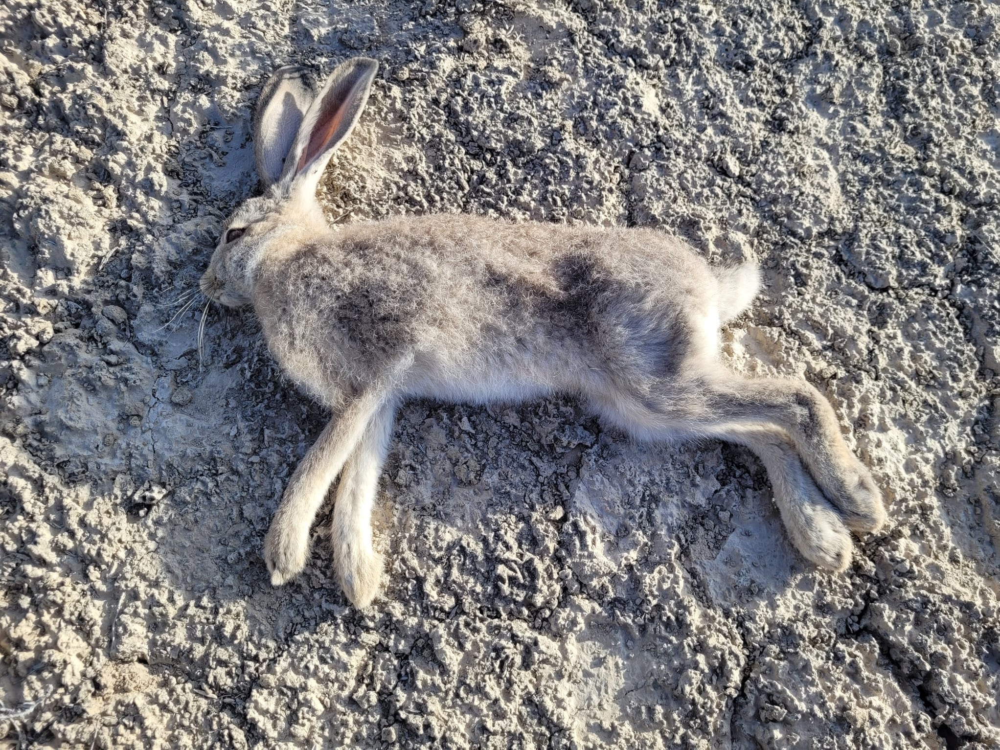 A lethal virus has been found among Utah’s wild rabbits. Here’s what to ...