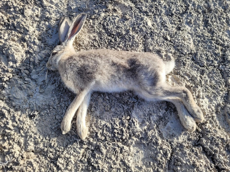 A lethal virus has been found among Utah’s wild rabbits. Here’s what to ...