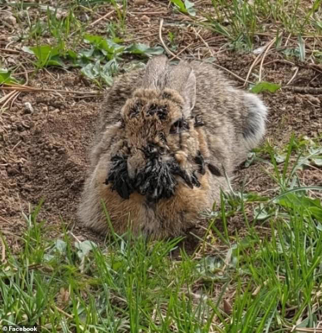 Ze Peitica Gado, a cattle seller in New York, spotted one of the rabbits on May 30