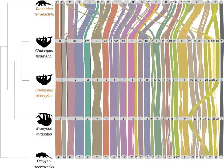 Sloth genome study reveals how 'jumping genes' shape metabolism