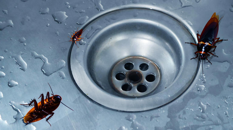 The surprising places water bugs could be hiding in your home