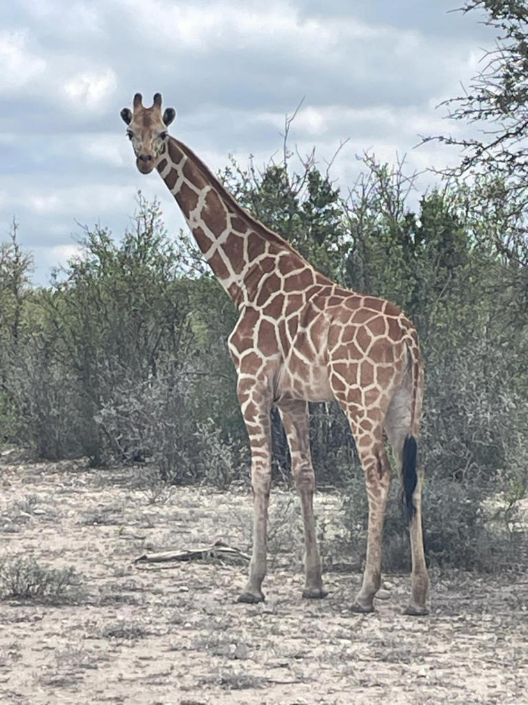 Look: Giraffe on the loose after Texas ranch escape