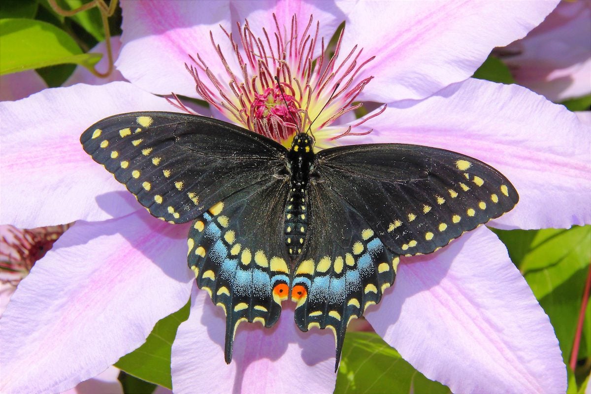 I like how the swallowtail posed with it's wings open on the clematis. The contrast of colors are pretty intense. Plus it was one of the first butterflies seen in the spring of this year and I was happy to be able to get a picture of it.