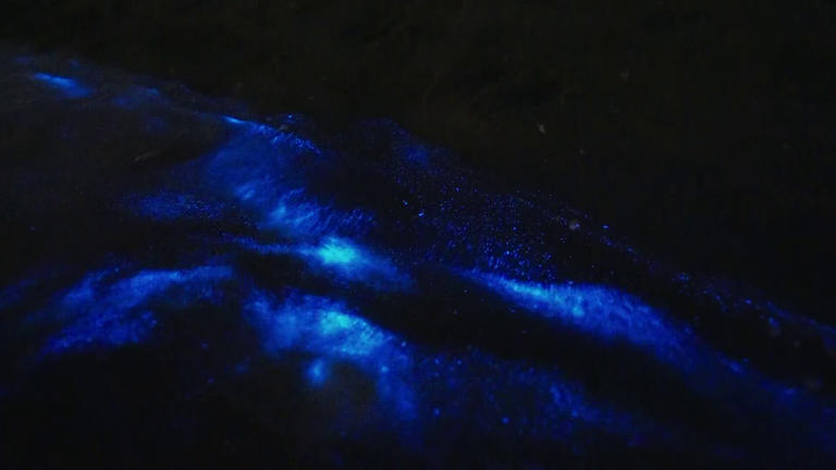 Moment of science: Bioluminescent algae creates a “sea of stars” along ...