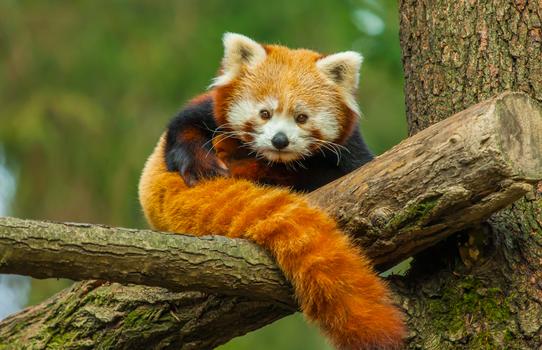 50 impresionantes fotos de animales en libertad