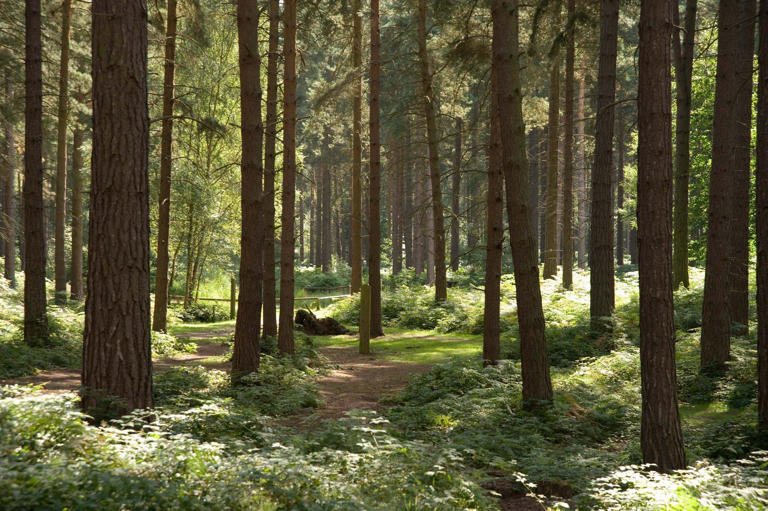 Ashfield firefighters battle forest blaze at Sherwood Pines