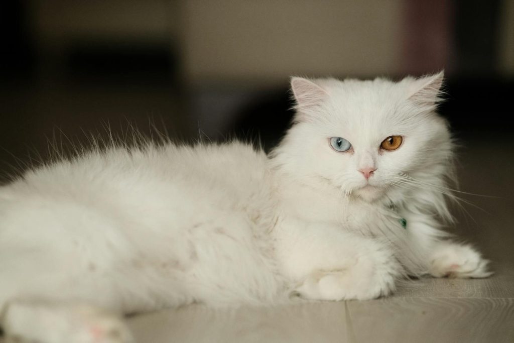 the-genetic-secret-behind-rare-blue-eyed-giant-cats