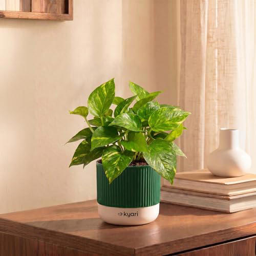 The future of green living: 5 indoor plants that can transform your space