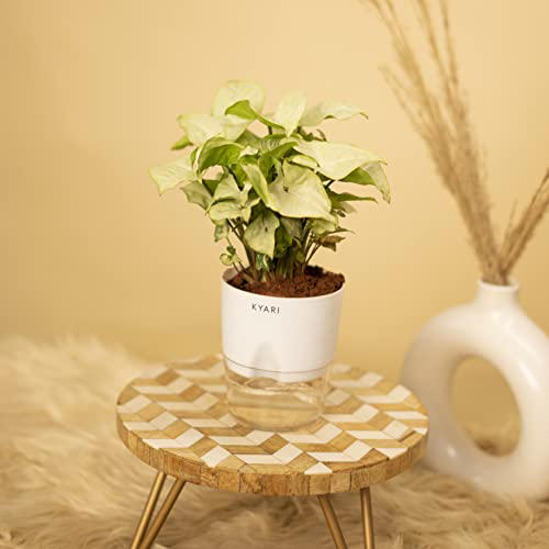 The future of green living: 5 indoor plants that can transform your space