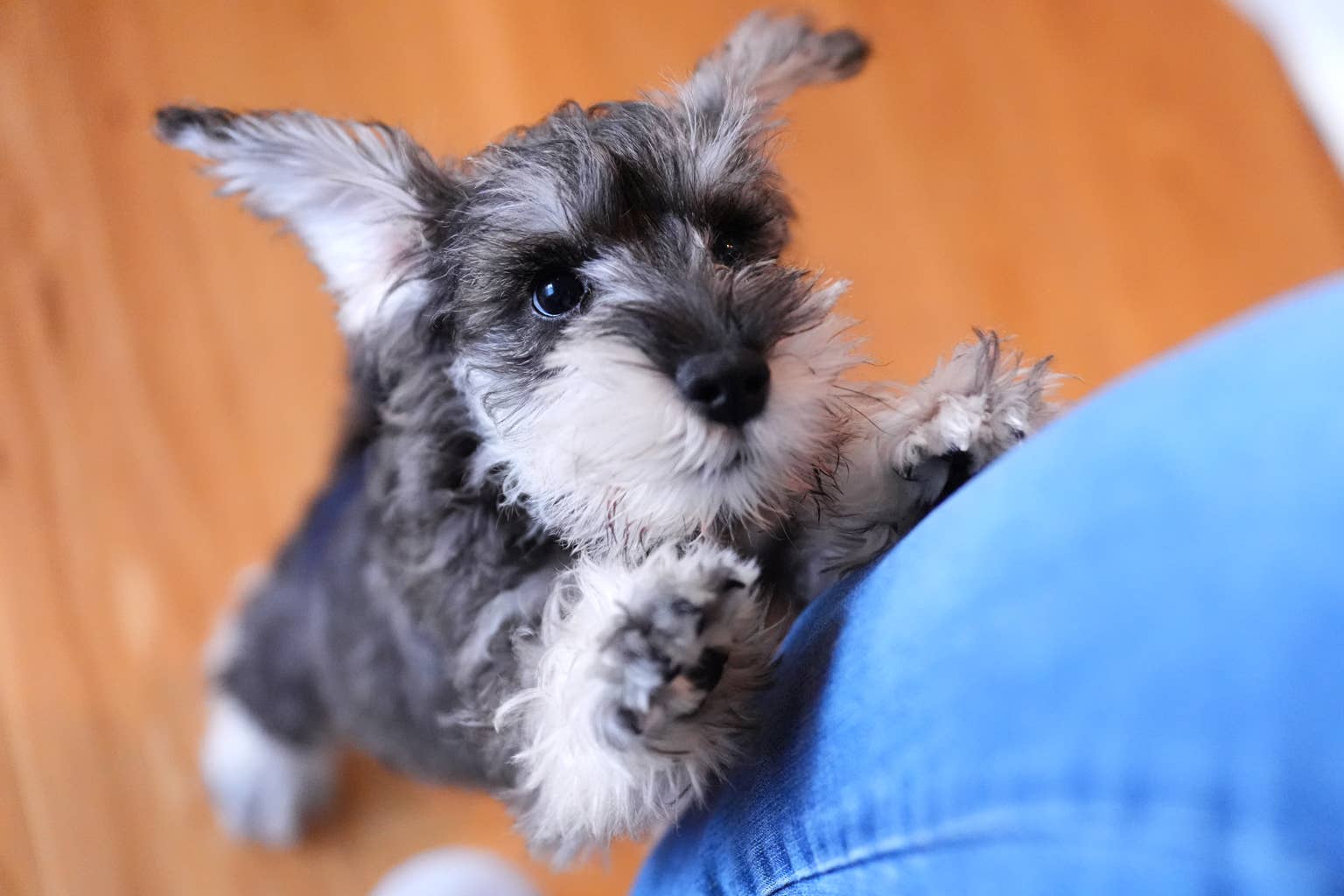 Cairo the mini schnauzer has a hilarious reaction to running out of ...