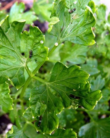 Black Swallowtail Eggs on Parsley