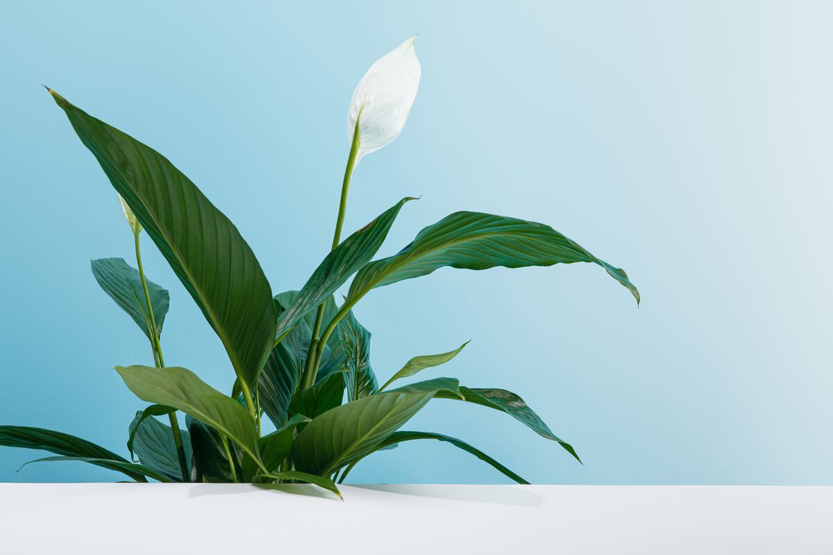 Escudo verde contra El Niño: plantas e aromas cientificamente comprovados que eliminam a umidade e os maus odores