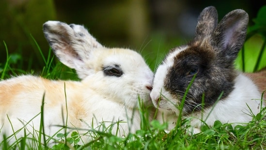 ‘Frankenstein’ rabbits with dark, twisted growths erupting from skull ...