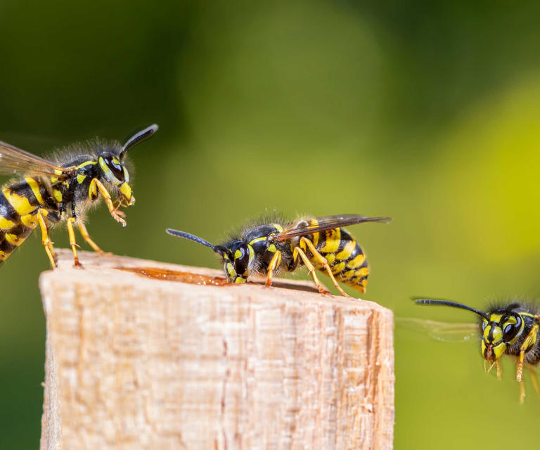 7-unexpected-pollinators-that-are-quietly-improving-our-yards-and-how