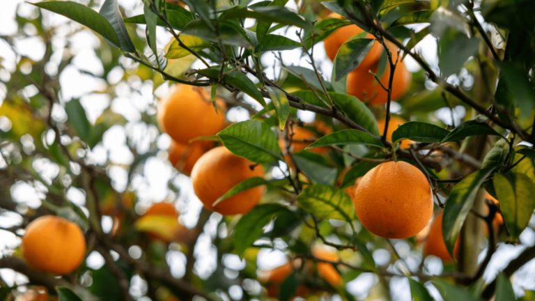 There's no industry left: Florida's iconic orange groves are vanishing