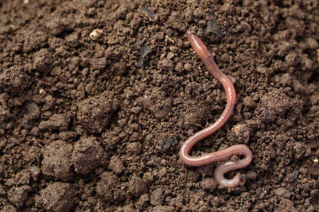 Microplastics shortened worms' lives, disrupted reproduction, and ...