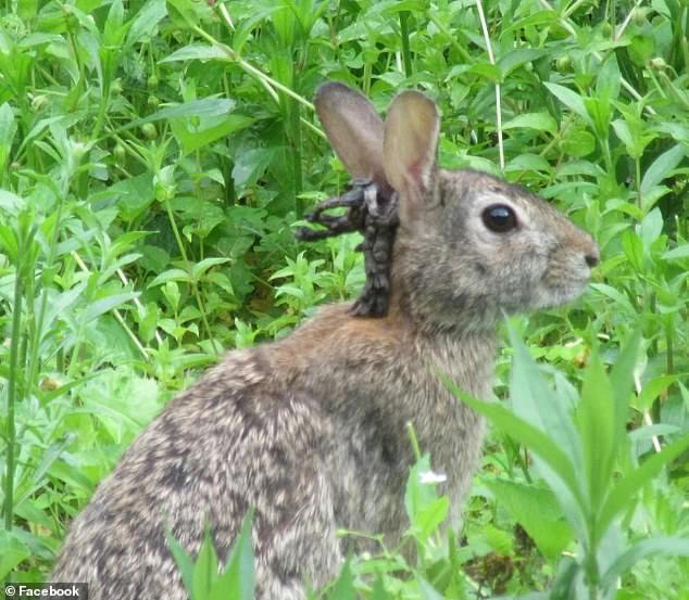While Cheryl Maplethorpe, from River Falls, Wisconsin, spotted a rabbit with tentacle-like growths on June 11