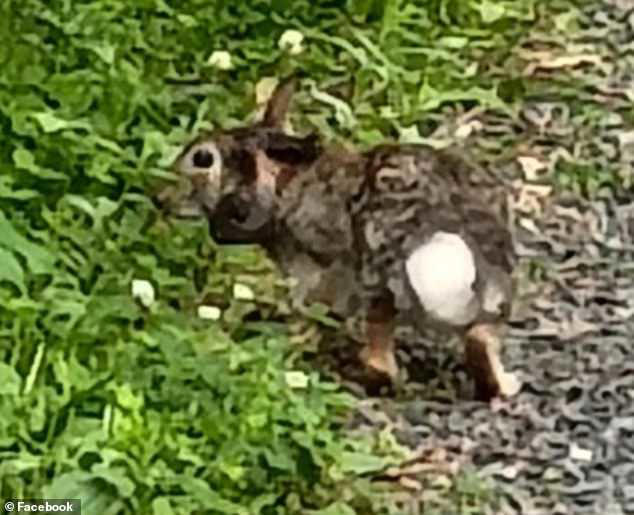 Stephanie Griffith from Amery, Wisconsin, received a call from her daughter who said, 'Mom! I saw one of those tentacle-faced bunnies today.' The picture was posted on Facebook on June 15